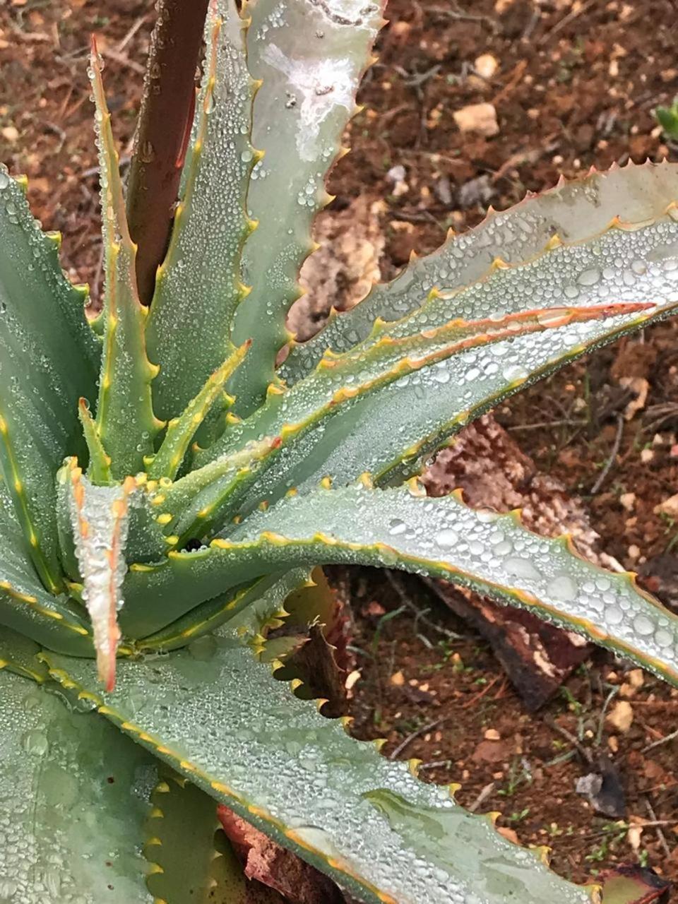 Y Desayuno Quebrada Honda Bucalemu
